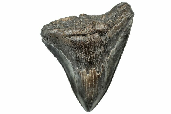 Serrated, Fossil Megalodon Tooth - South Carolina #312029